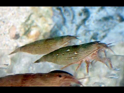 オニヌマエビ Bamboo shrimp Atyopsis spinipes YouTube