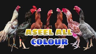 Aseel All Colours Name | oldline breed
