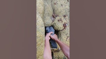jungle fowl trapped between rocks#shortvideo