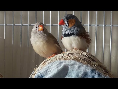 Vidéo: Comment arrêter de mordre une perruche : 10 étapes
