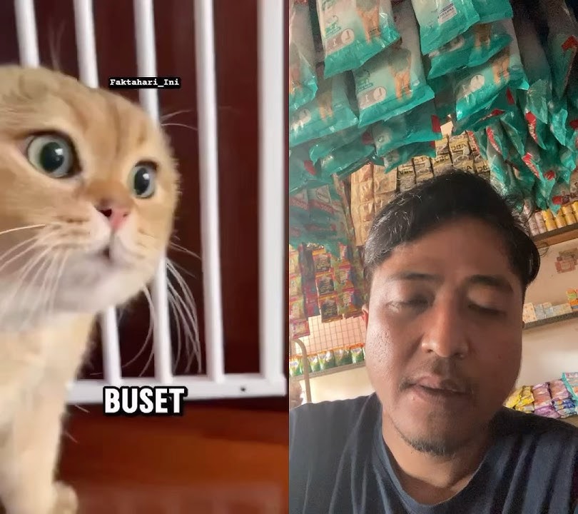 Vidio viral #jalanyangjauhjanganlupapulang #funny #satuklikuntukwujudkanimpianmu #facts #cat