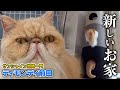 【保護猫活動】お家の中に"むぅばあ"の新しい癒し場所ができました【サンシャイン池崎一門のティモンディ前田】
