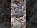 Siamese rat pups #rats #ratsaspets #ratlife #rattery #brantford