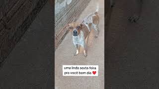 #cachorro #petsfofinhos #pets