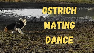 Mesmerizing Ostrich Mating Dance