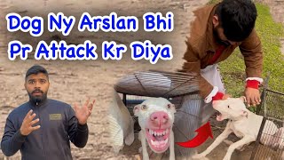 Dog Nay Attack Kr Diya Arslan Bhi Pr 😳😤🥵 || Gultair Dog || Zain Ul Abidee . by Zain Ul Abideen 4,693 views 3 months ago 16 minutes