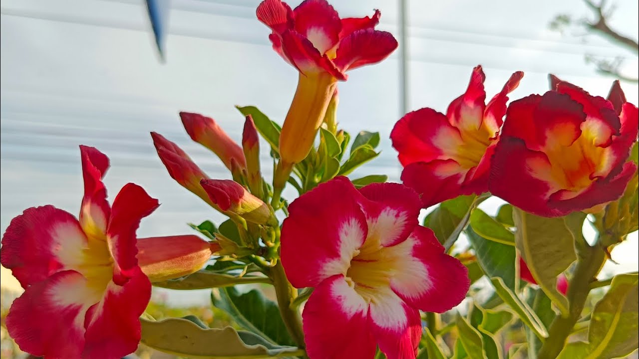 EP. 114 เเอดไลน์  ID. Line 6110bbb สนใจติดต่อโทร 093-162-6110 ชวนชมน้องของขวัญ