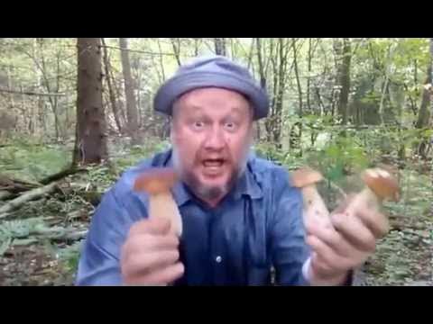 Карельские грибы. Белый гриб пузырек. Великий устюг грибы. Африканский белый гриб. Сбор белых.