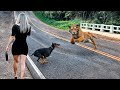 Unbelievable Animal Encounters Caught on Camera for about THREE HOURS