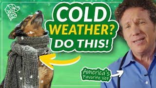 Winter Pet Safety: Essential Tips for Cold Weather Outings | Ultimate Pet Nutrition by Ultimate Pet Nutrition 186 views 4 months ago 1 minute, 45 seconds