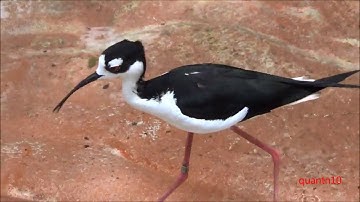 Cà Kheo Cổ Đen   Black  necked stilt