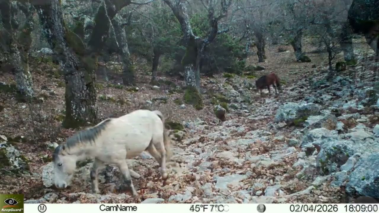 Kovada Gölü Milli Parkı’nda Yaban Keçisi ve Geyikler Kamerada #davrazhaber #yabanhayatı