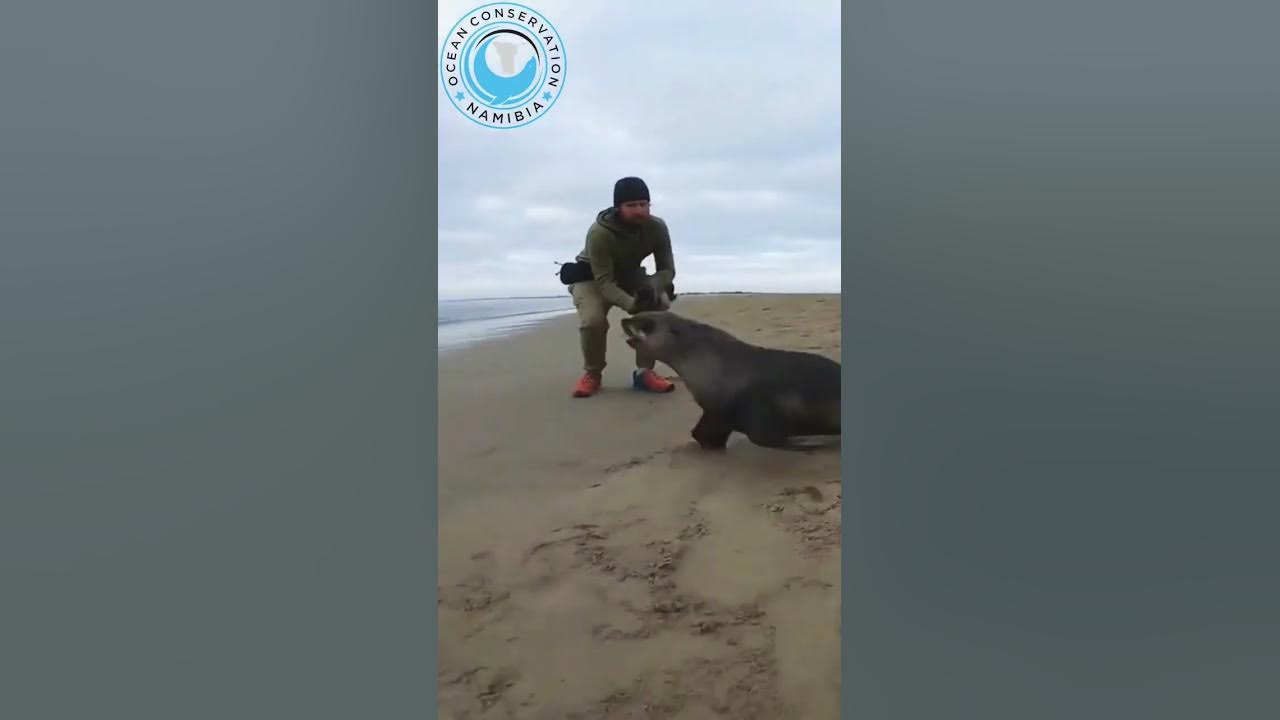 Mysterious Rope Turns Into Seal Trap YouTube