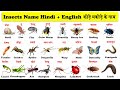 insects names in hindi and english with pdf | कीड़े मकोडे के नाम हिन्दी एवं अंग्रेजी भाषा में |