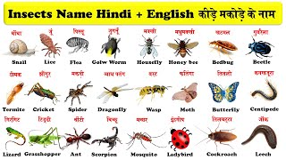 insects names in hindi and english with pdf | कीड़े मकोडे के नाम हिन्दी एवं अंग्रेजी भाषा में |