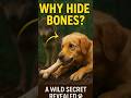 What Makes Dogs Love Bones So Much?