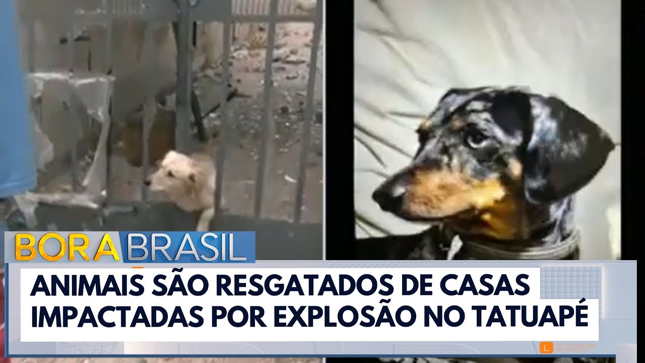 Animais são resgatados de casas impactadas por explosão no Tatuapé, em SP
