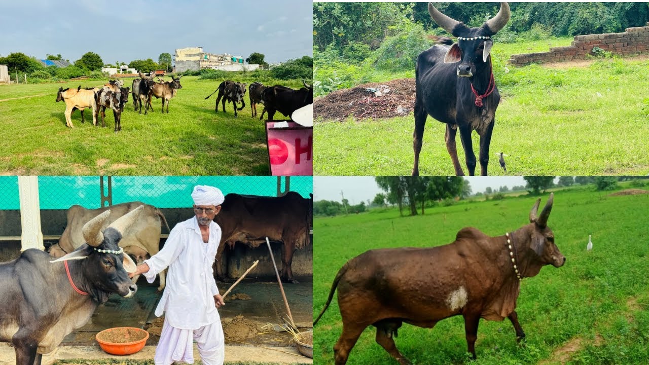 આપડા ફાર્મ નવી કાંકરેજ આવી 😊ભગર નો વિડિયો #bharattharanikankrejcow #cow #gircowgujaratbhavngar