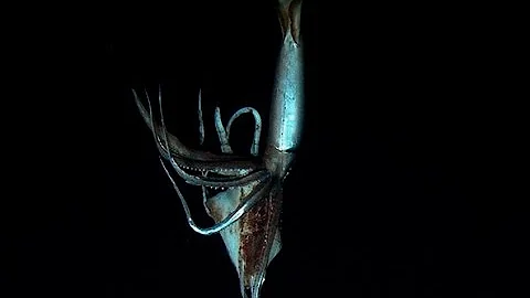 First Ever Video of Giant Squid Alive