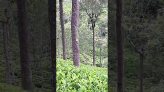 Deleted Scene Kavalai Vendam Jiiva, Kajal Agaarwal