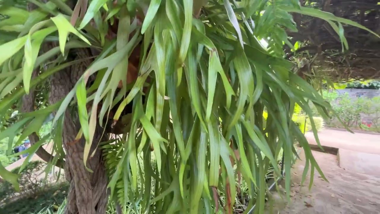 Cea mai spectaculoasa feriga: Coarne de cerb