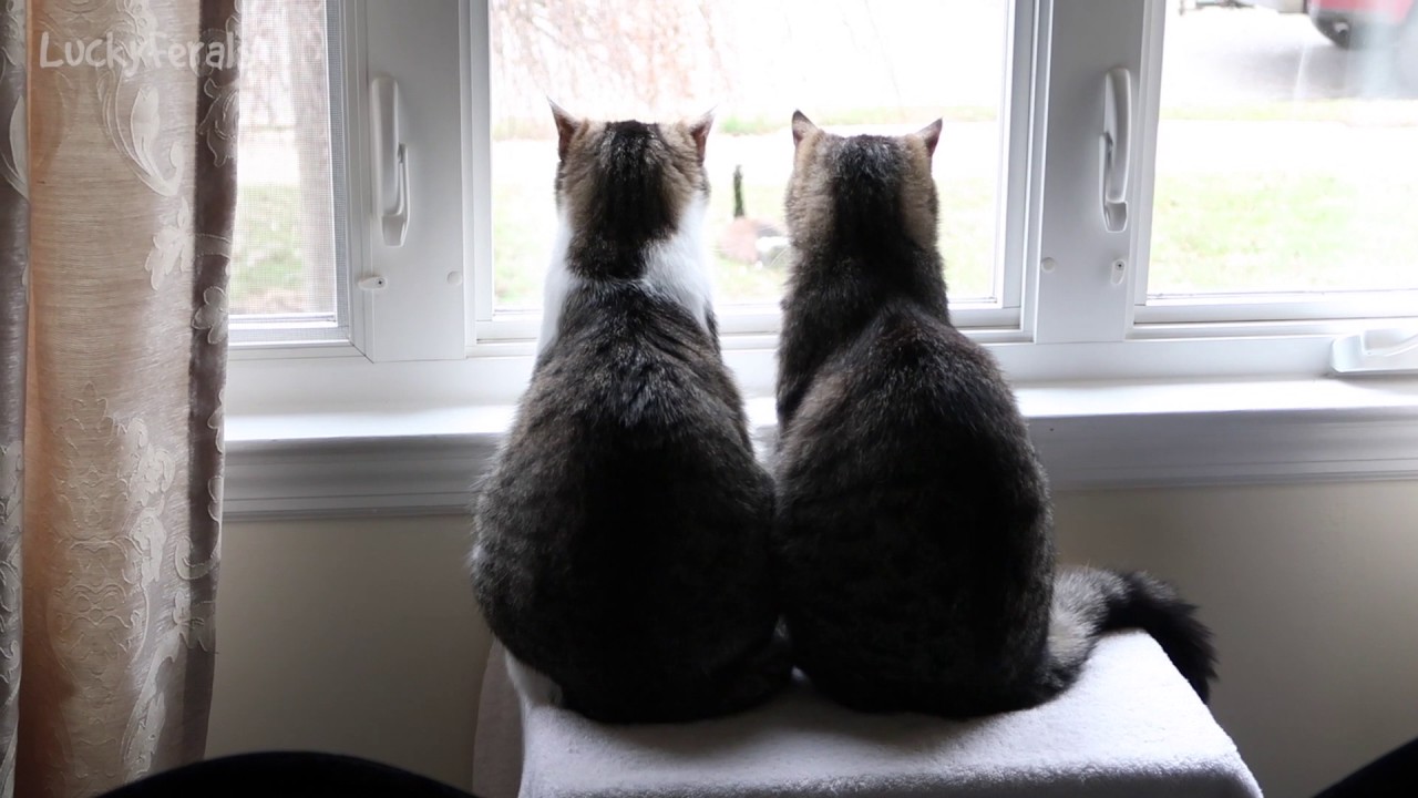 Cats Watching A Goose Cats Watching Birds YouTube
