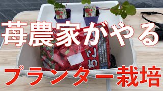 【自宅で苺狩り】プランターでイチゴ栽培！！苺農家による家庭菜園！！ホームセンターで全部揃えました！！！