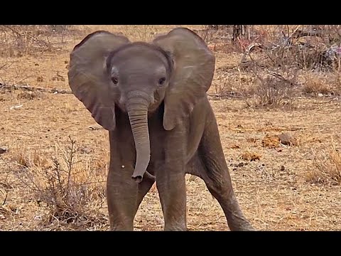 Cute Baby Elephant Sound – Trumpeting – Africa Wild Animal Sound