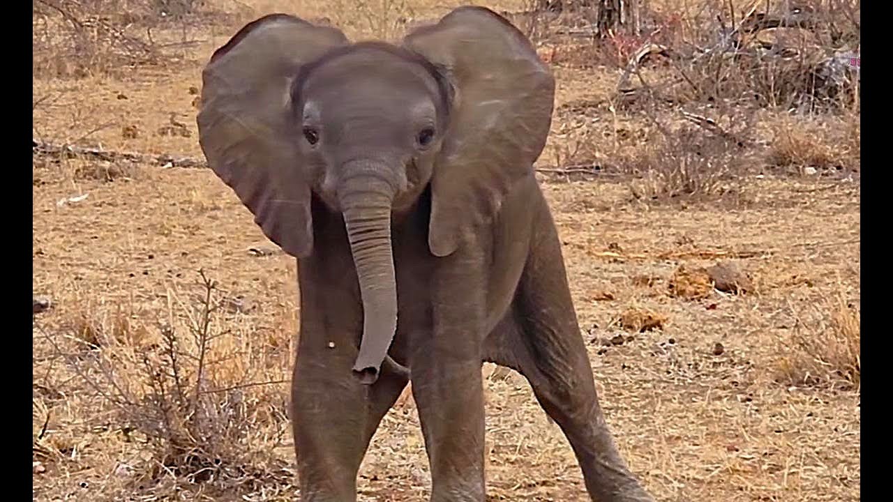 Cute Baby Elephant Sound – Trumpeting – Africa Wild Animal Sound