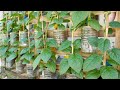 Recycle Series of Plastic Bottles Growing Vegetables at Home, Grow Malabar Spinach