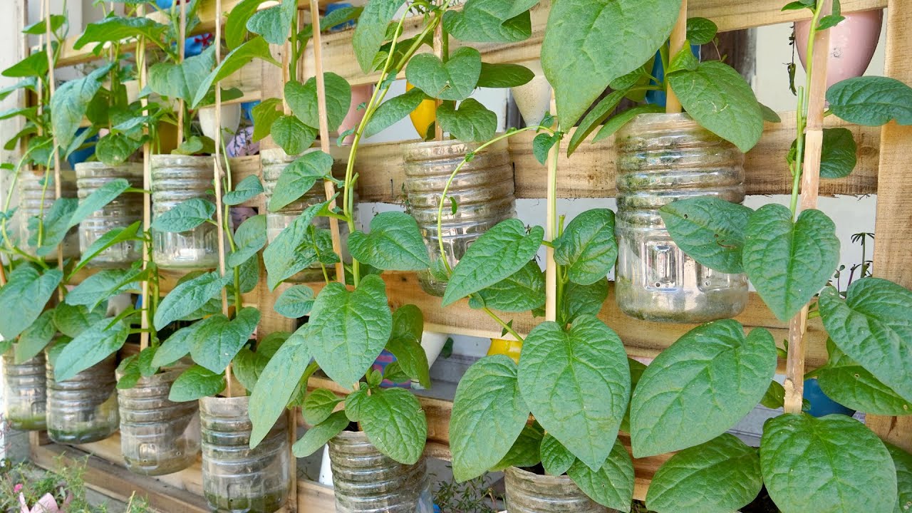 Recycle Series Of Plastic Bottles Growing Vegetables At Home Grow Malabar Spinach You Plastic Bottles Growing Vegetables, Vegetable Garden In Plastic Bottles