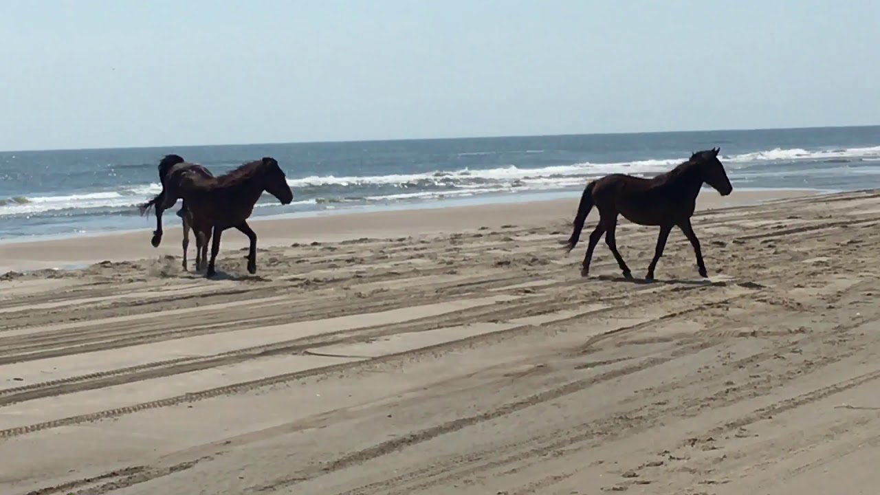 Corolla Wild Horses Back Country Safari Tours YouTube