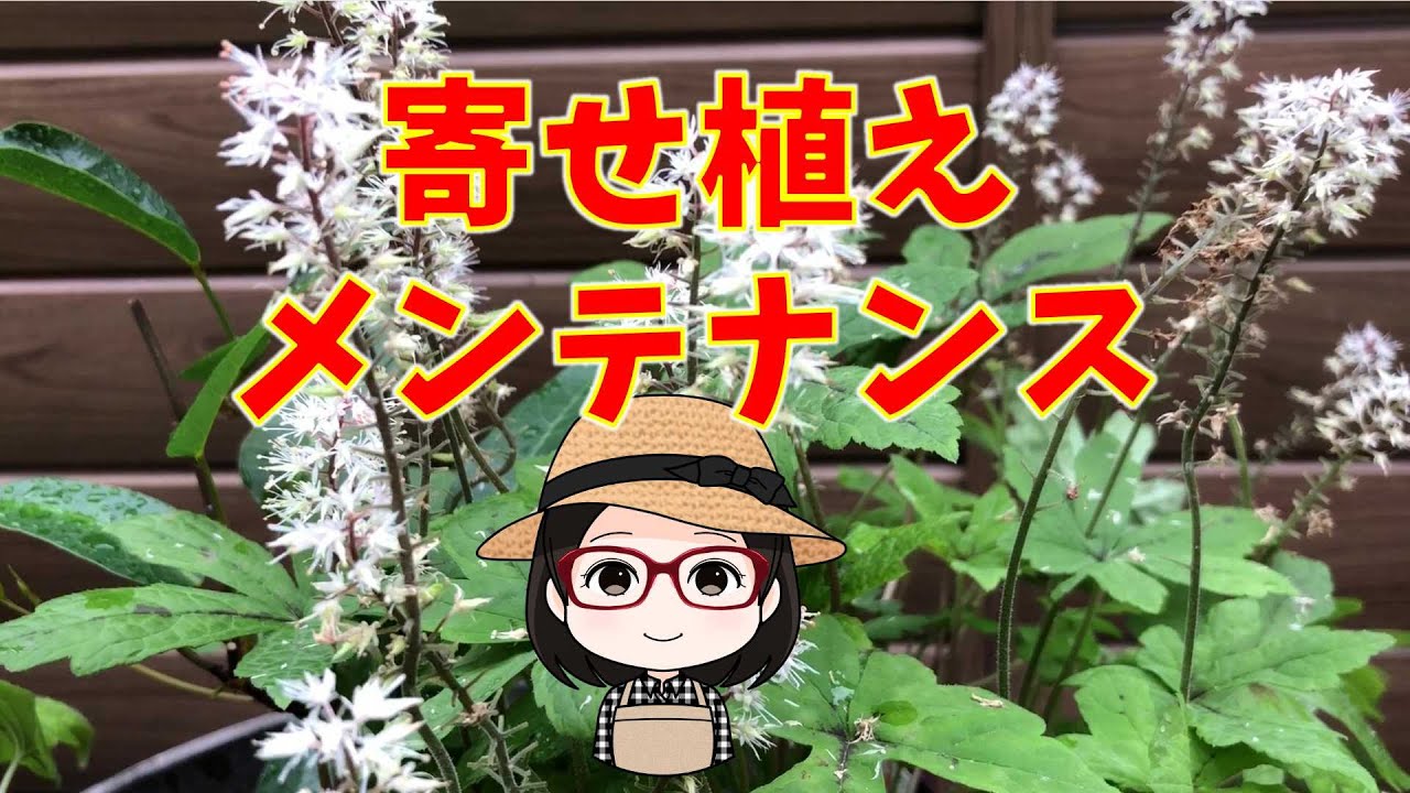 Tiarella, Spring Symphony, Silverado, Large Ajuga, Catlins Giant
