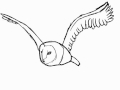 Barn owl flying animation