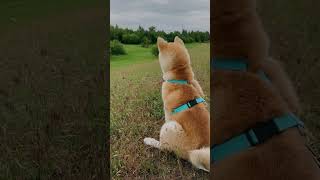 Akita Inu, What is it?) #shorts #dogs #akitainu #dog #akita #happy