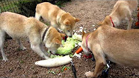いろんな野菜を食べる犬  
