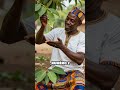 Top 5 plantes médicinales africaines à découvrir