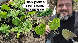 Comment bien planter les CONCOMBRES 🥒 (et les cornichons)  (puis réussir leur culture)『TUTO』