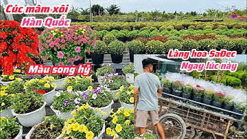 Cúc mâm xôi Hàn Quốc ngay lúc này tại làng hoa SaĐec..#Tết 2026