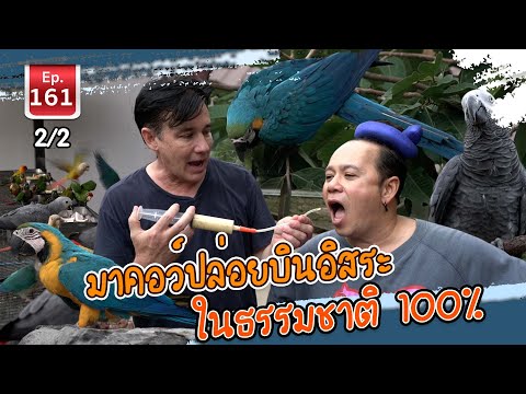 มาคอว์ปล่อยบินอิสระในธรรมชาติ 100% - เพื่อนรักสัตว์เอ้ย EP.161 2/2