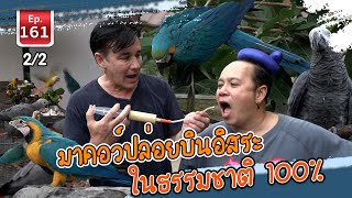 มาคอว์ปล่อยบินอิสระในธรรมชาติ 100% - เพื่อนรักสัตว์เอ้ย EP.161 2/2