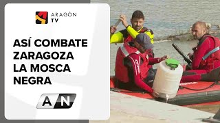 Así combate Zaragoza la mosca negra