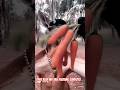 Kangaroo Rapper #foryou #viral #viralshort #soralife #funny #trendingshorts