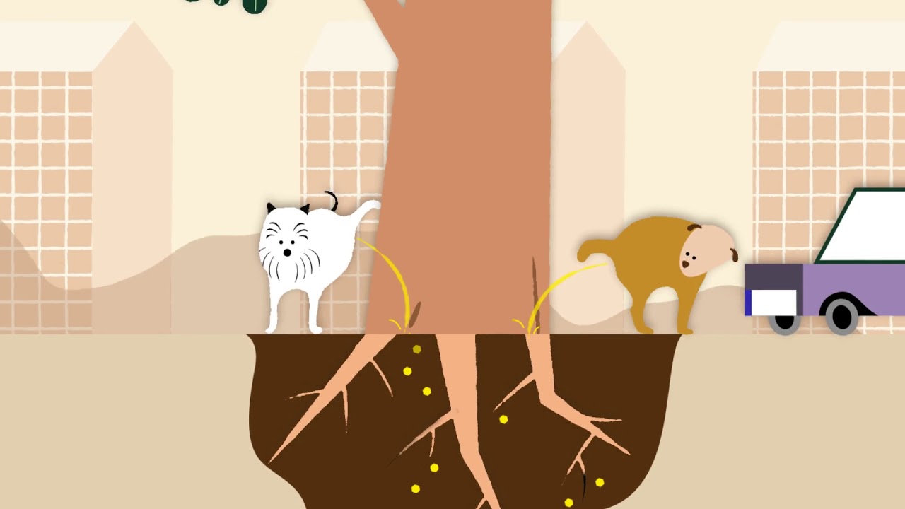 Urban trees Masters of Survival YouTube