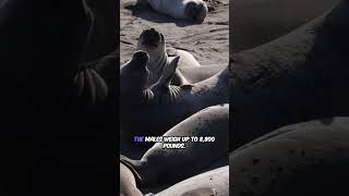 Antarctica s Most Unique Animals! HD