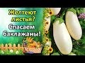 ЖЕЛТЫЕ ЛИСТЬЯ НА БАКЛАЖАНАХ? ПРИЧИНЫ И ПРОСТЫЕ СПОСОБЫ ЛЕЧЕНИЯ.