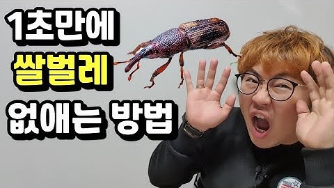 1초만에 쌀벌레 권연벌레 없애는 방법[How to kill rice worms]