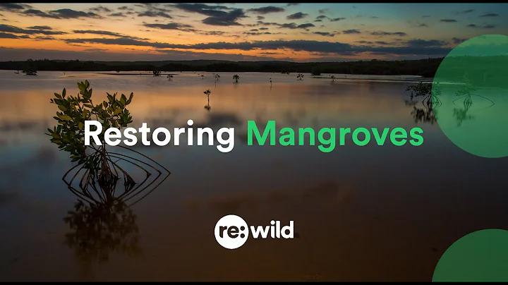 Restoring Mangroves - DayDayNews