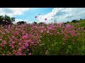 Flores del campo en realidad virtual | Episodio #5