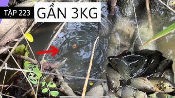 Tập 223 - Phát Hiện Điểm Câu Cá Rô Mới Toàn Cá Rô Mập Mập